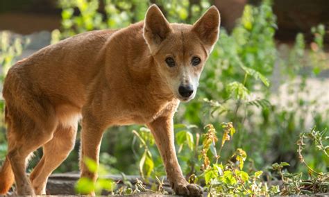 Conheça Alguns Cães Selvagens Que Figuram No Planeta