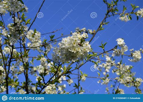 Close Up Of Sour Cherry Prunus Cerasus Blossoms In Spring Stock Image