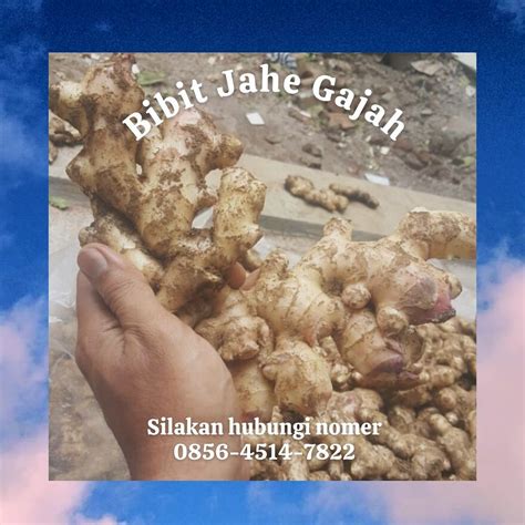 Jual Bibit Jahe Di Pacitan Call Afif Jaya Flickr