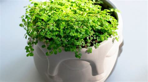 38 Best Plants For Terrariums