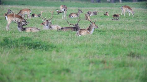 Fallow Deer 1275988 Stock Video at Vecteezy