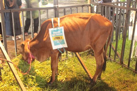 Dongkrak Semangat Keolahragaan Banjarwaru Adakan Lomba Tarik Tambang