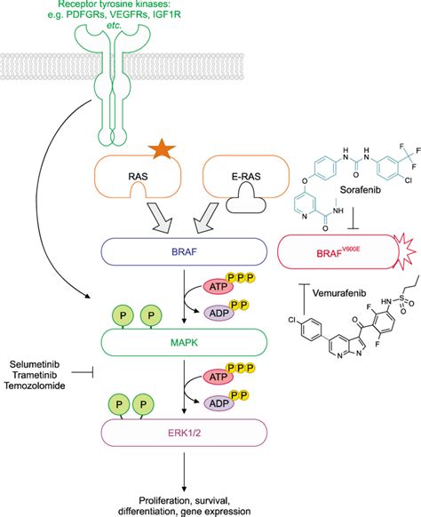 Schematic Diagram Of The Inhibitors Against Mutated Braf And Mek