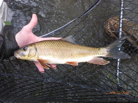 Golden Redhorse Fishes Of The Upper Green River Ky · Inaturalist