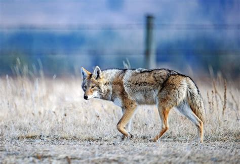 Organizers Look Ahead After Holding Final Coyote Squirrel Hunting Contests In New York