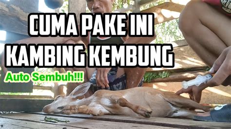 Cara Mengobati Kambing Kembung Dengan Baik Dan Benar YouTube