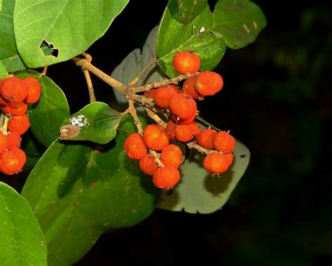 Flickriver Photoset Corbett National Park India Flora By