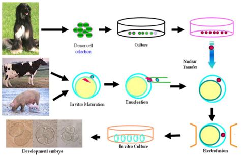 Scheme of somatic nuclear transfer technology | Download Scientific Diagram