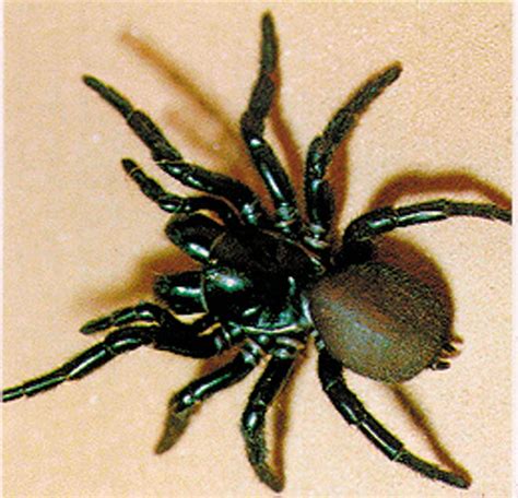 What is the biggest spider in the world? These are largest arachnids.