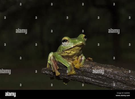 Malabar Gliding Frog Rhacophorus Malabaricus Sharavathi Wildlife