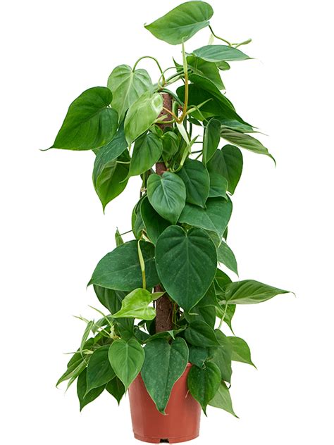 Philodendron Scandens 80 Cm