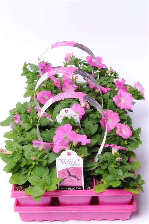 Wave Petunias Wholesale Bedding Plants Hybels Inc