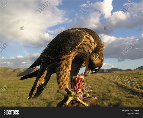 Peregrine Falcon Image & Photo (Free Trial) | Bigstock