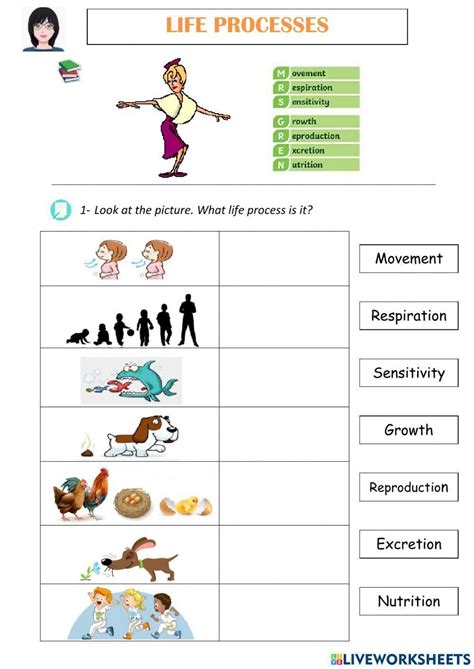 Mrs Gren Life Processes Worksheet Live Worksheets 55 Off