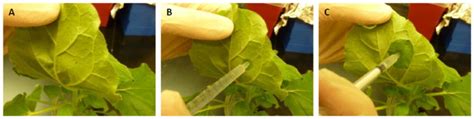 Syringe Agroinfiltration Of N Benthamiana Leaves With Agrobacterium