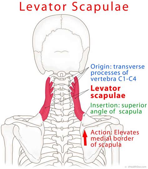 Levator Scapulae Pain Syndrome, Trigger Points, Stretch - eHealthStar