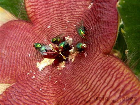 O Que Atrai Moscas Varejeiras - Moscas Varejeiras Iludidas por Flor Fedida no Rio de Janeiro - Insetologia