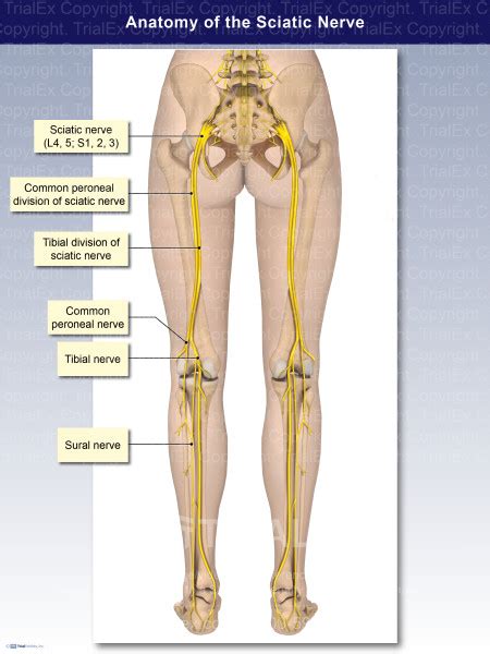 Sciatic Nerve Branches