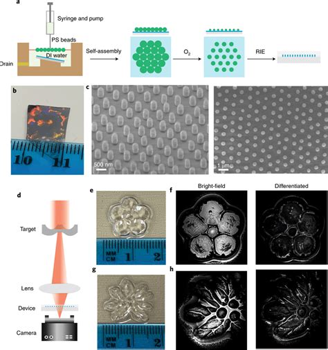 Large Scale Image Differentiator Using Nanosphere Lithography A