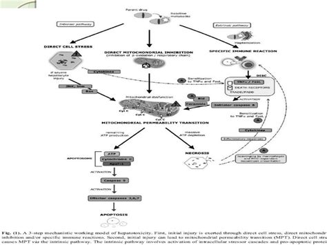 Molecular mechanism of drug induced hepatotoxicity