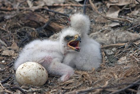 Why Do Eagles Roll Their Eggs How Eagles Keep Their Eggs Healthy