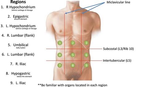 Anatomy Regions and Quadrants Flashcards | Quizlet