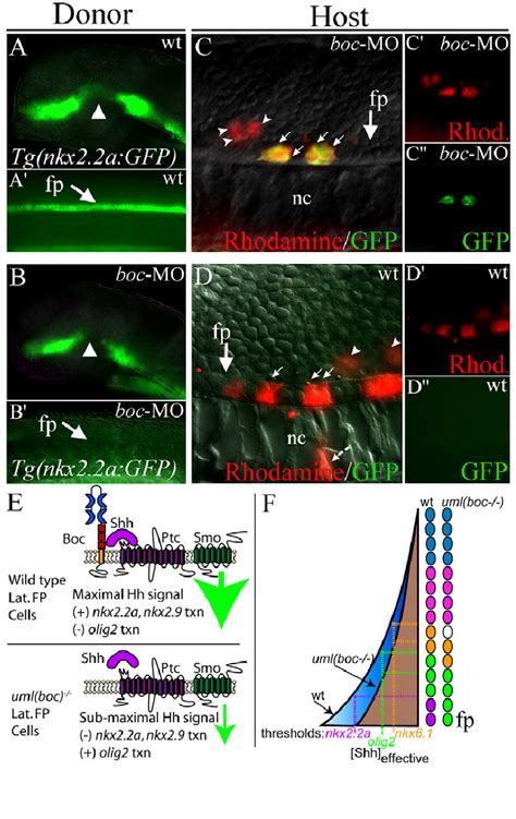 Boc Is Required Cell Autonomously For Hh Target Gene Expression In The