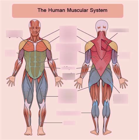 Muscles Pt 2 Diagram Quizlet