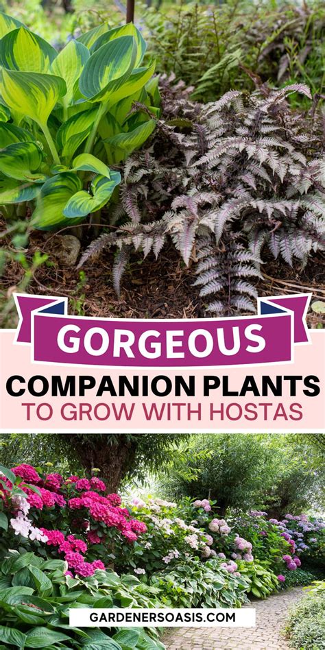 Hosta Companion Plants What To Plant With Hostas Shade Garden