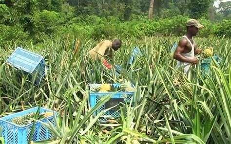 Coups de pouce à lagriculture camerounaise New African le Magazine