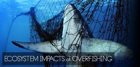 Ecosystem impacts of overfishing | Ecosystems, Coral reef ecosystem ...