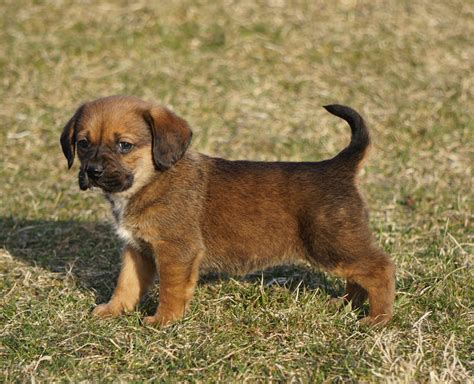 Puggle Puppy For Sale Sugarcreek Oh Female Riley Ac Puppies Llc