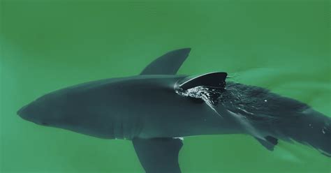 Watch The Best Great White Shark Drone Footage Of 2023 Surfer Shark