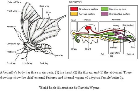 Anatomy Of A Butterfly - ANATOMY