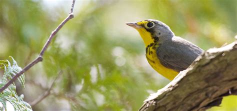 NCC: Boreal forest birds