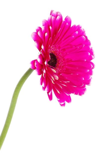 Premium Photo Pink Gerbera Flower