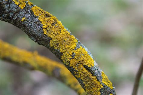 Moos Am Baum Gut Oder Schlecht Ursachen Tipps