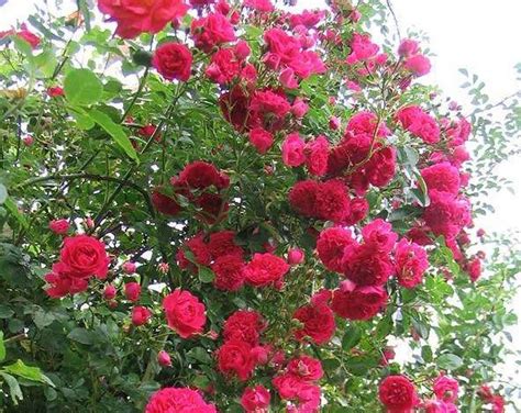 Climbing roses: varieties and species