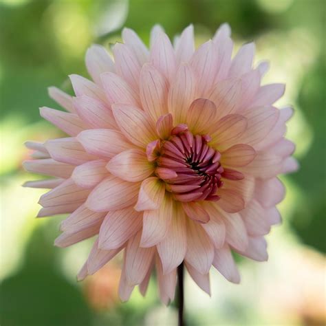 Buy Cactus Dahlia Dahlia Preference Delivery By Waitrose Garden