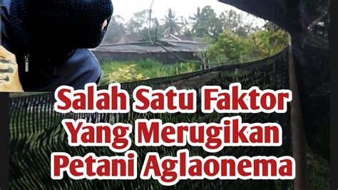 Salah Satu Faktor Yang Merugikan Petani Aglaonema YouTube