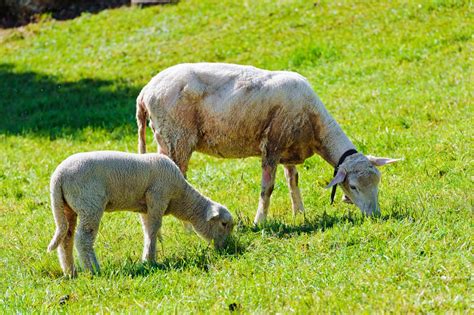 Small Ruminants Goat Sheep