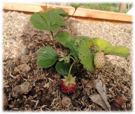 Plántulas Fertil Huertas Agritultura Orgánica Fertilizantes Y Abonos Orgánicos