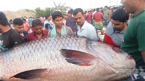 পদ্মা নদীর বড় বড় সাইজের মাছ পাইকারি মাছের আরোদে নিলামে বিক্রয় করা