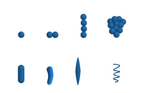 Shapes Of Bacteria Diagram Quizlet