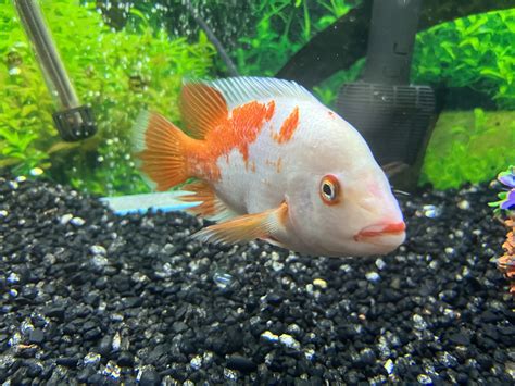 Red Devil | Cichlid Fish Forum