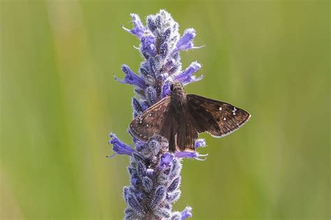 Horace S Duskywing From Ridge Ny Usa On July At Pm By