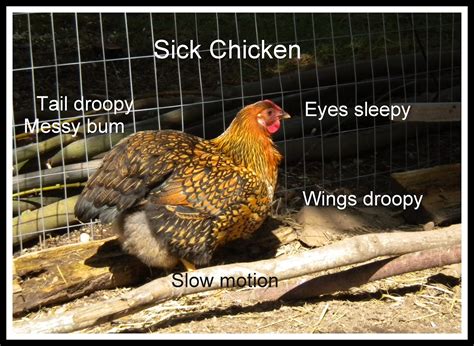 Woodville Ace Chicken Blog Common Poultry Diseases