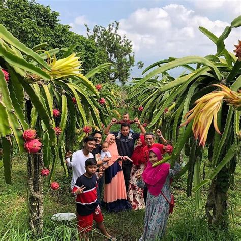 Berfoto Di Kebun Buah Naga Kusuma Agro Wisata Image From