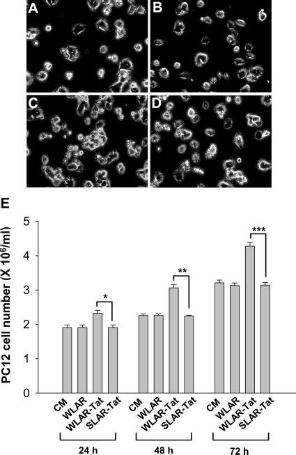 Lar Wedge Peptide Promotes Pc12 Cell Proliferation Pc12 Cells Were Download Scientific Diagram