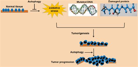 Schematic representation of function of autophagy in cancer cells ...